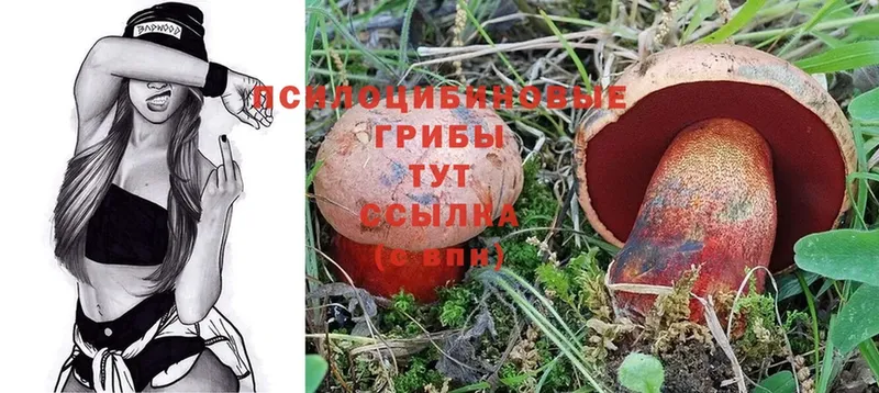 Галлюциногенные грибы Psilocybine cubensis  Ртищево 